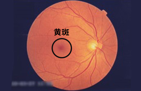 正常眼の黄斑